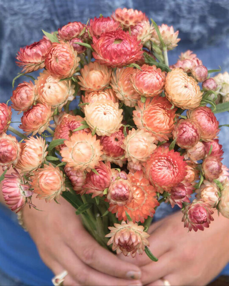 Strawflower 'Apricot Peach Mix'