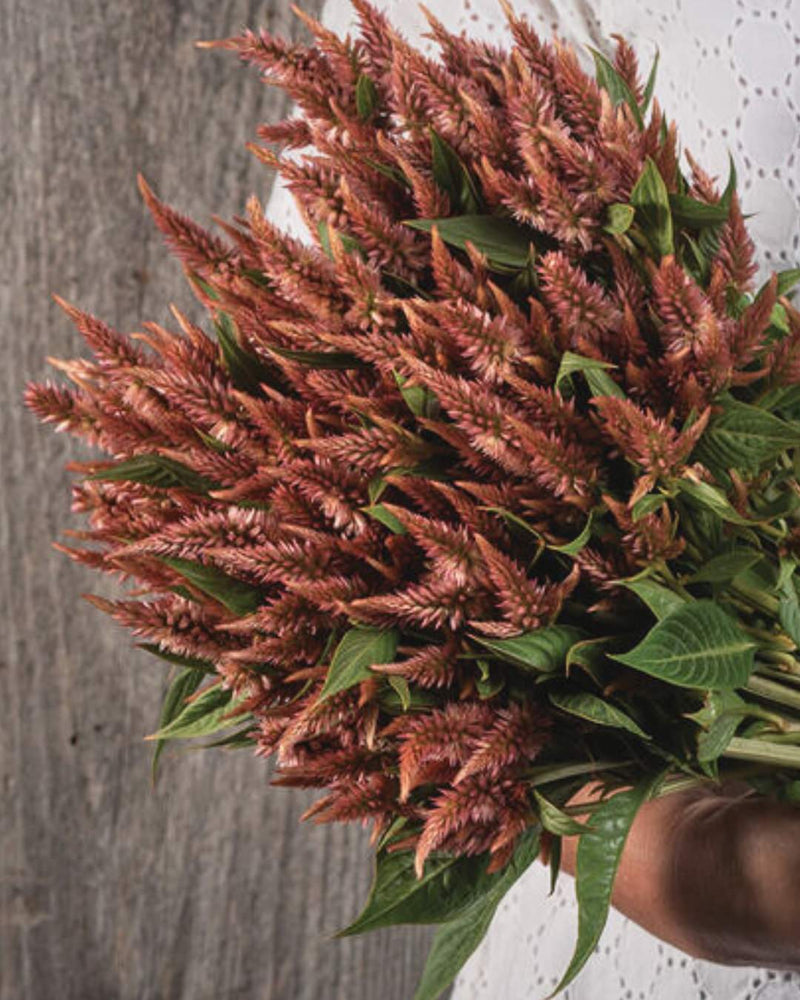 Celosia 'Celway™ Terracotta'