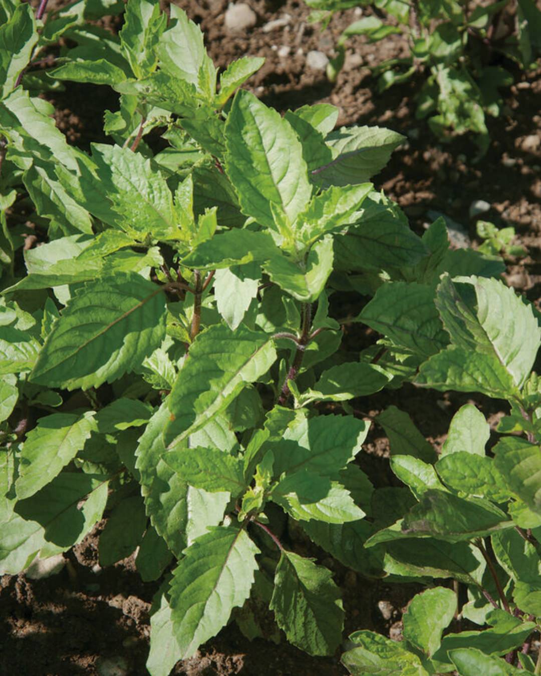 Basil 'Holy' (Tulsi)