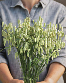 Ornamental Grass 'Greater Quaking Grass'