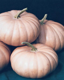 Pumpkin 'Long Island Cheese'