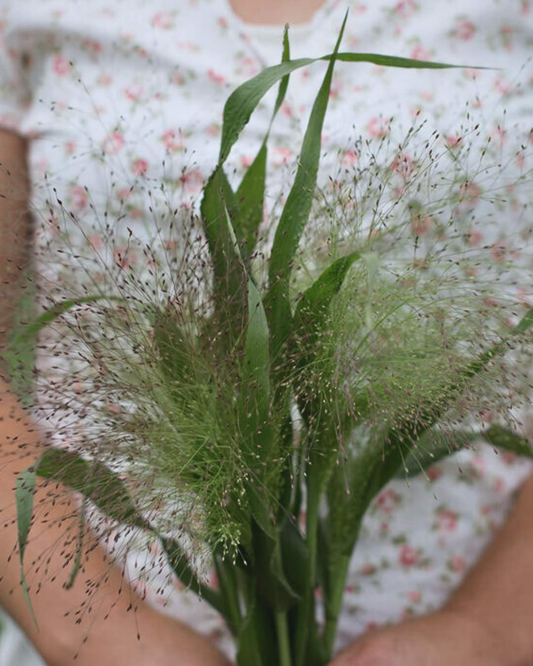 Ornamental Grass 'Frosted Explosion'
