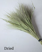 Ornamental Grass 'Frosted Explosion'