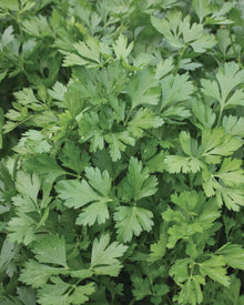 Parsley 'Giant of Italy'