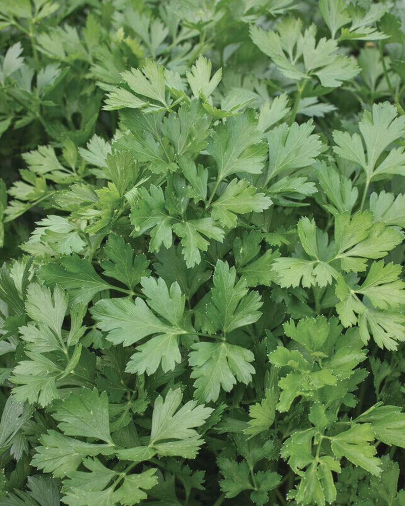 Parsley 'Giant of Italy'
