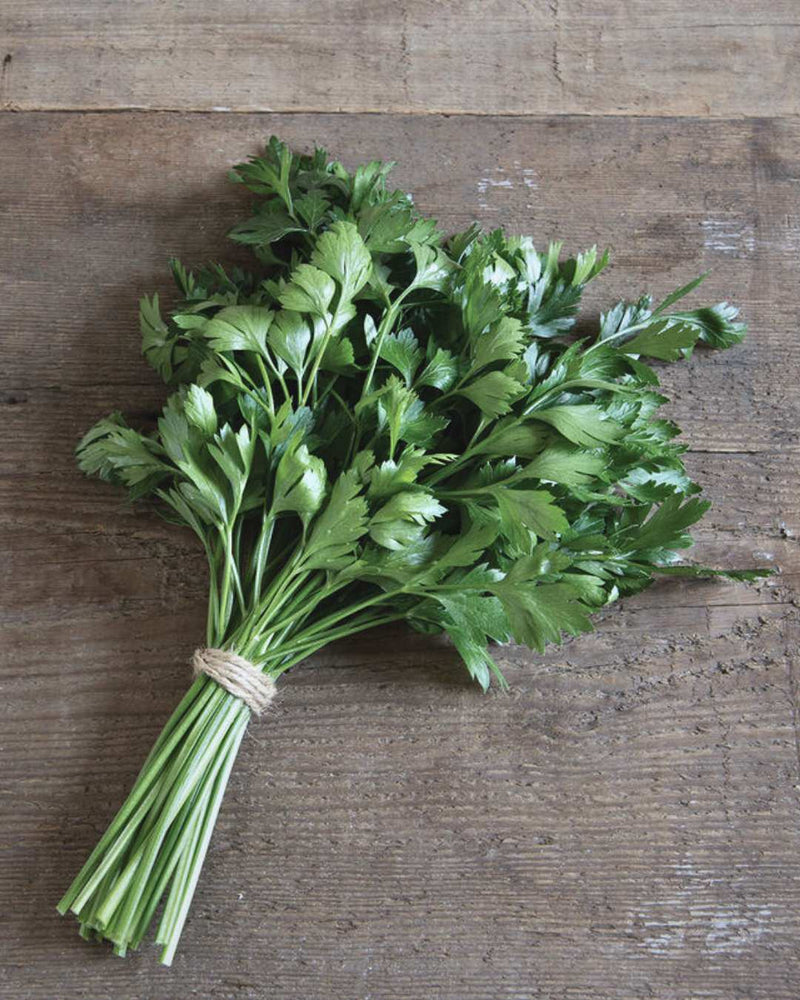 Parsley 'Giant of Italy'