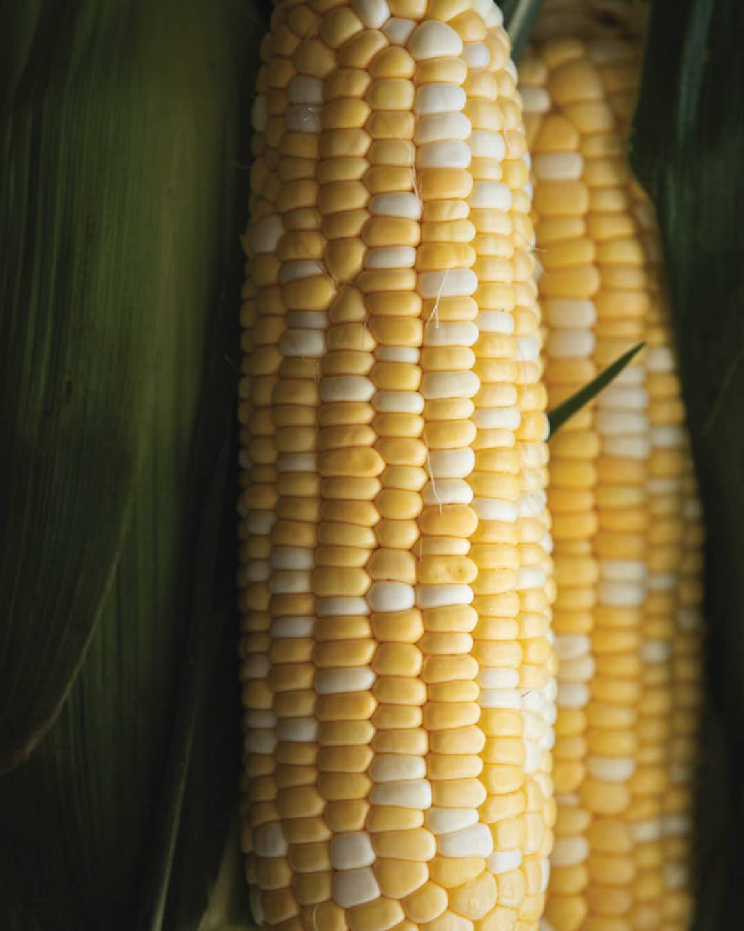 Corn 'Signature XR'
