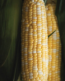 Corn 'Signature XR'