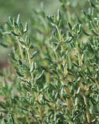 Thyme 'German Winter'