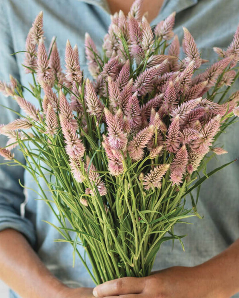 Celosia 'Flamingo Feather'