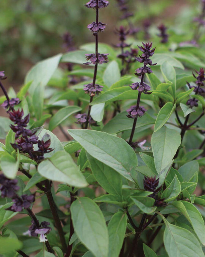 Basil 'Sweet Thai'