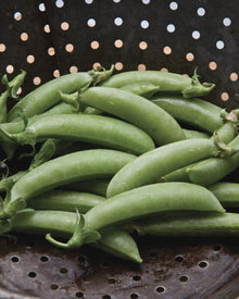 Pea 'Sugar Snap'