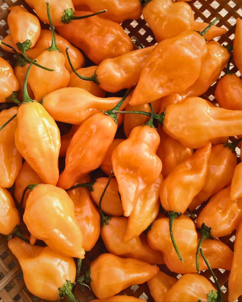 Pepper, Hot 'Orange Embers Habanero'