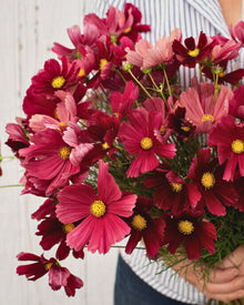 Cosmos 'Rubenza'