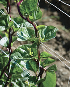 Greens, Red Malabar Spinach