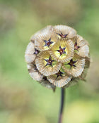 Scabiosa 'Starflower'