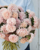 China Aster 'King Size Apricot'