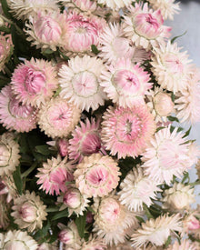Strawflower 'Silvery Rose'