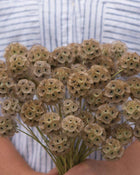 Scabiosa 'Starflower'