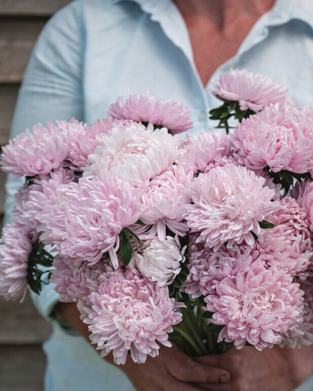 China Aster 'Soufflé Light Pink'