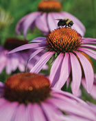 Echinacea purpurea