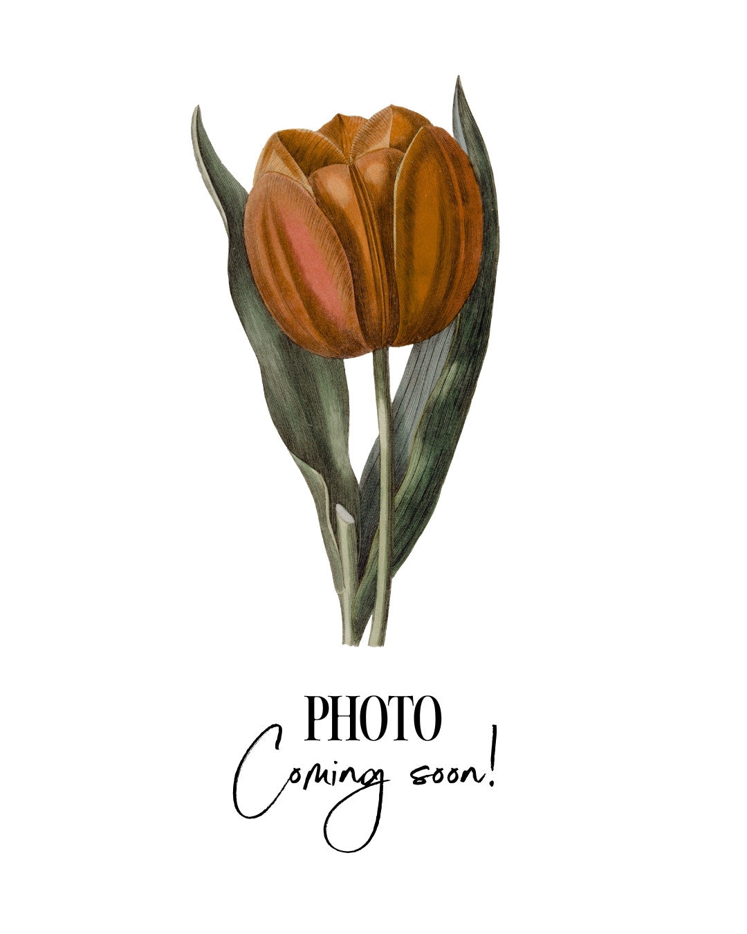 Tulip 'Oakheart' (*NEW* Intro)