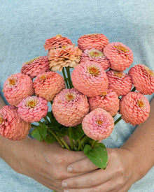 Zinnia 'Oklahoma Salmon'
