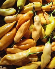 Pepper, Hot 'Sugar Rush Peach'