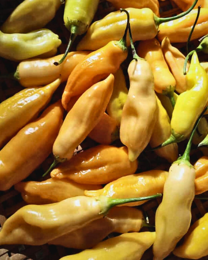 Pepper, Hot 'Sugar Rush Peach'