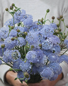 Lace Flower 'Lacy Blue'