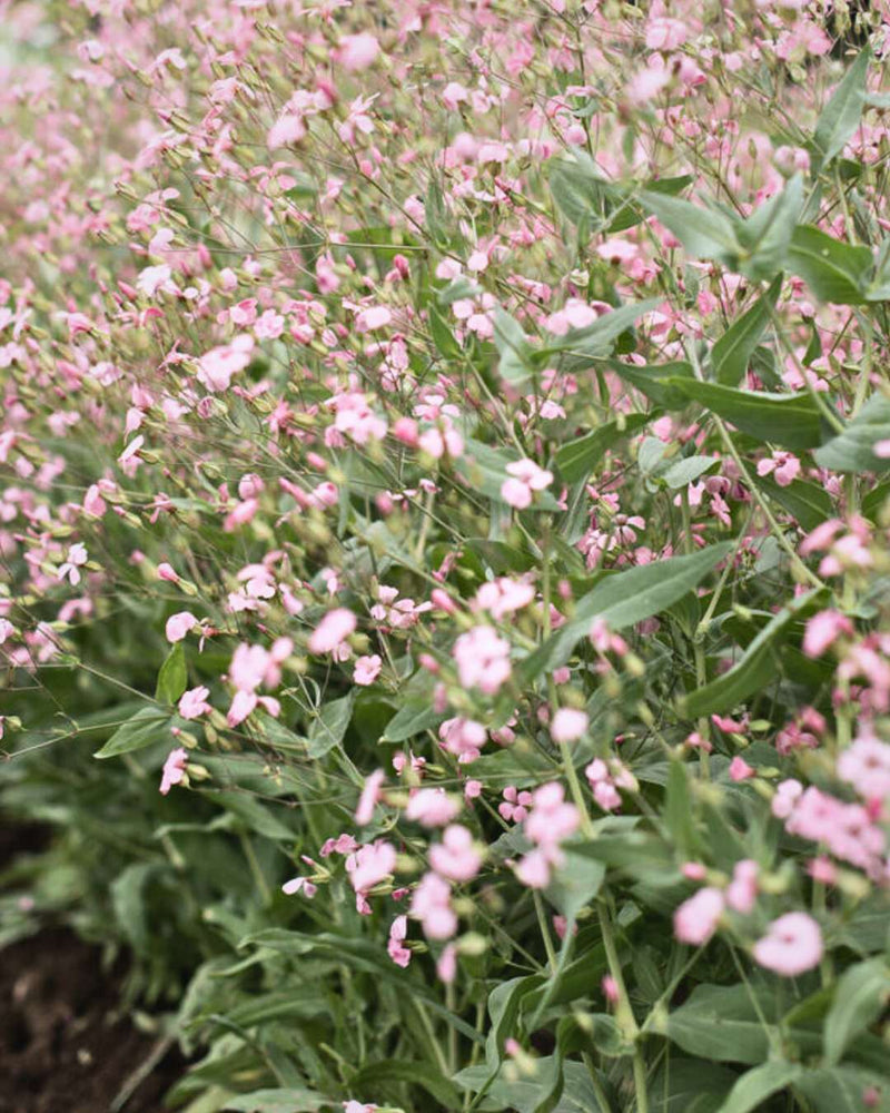 Saponaria 'Pink Beauty'