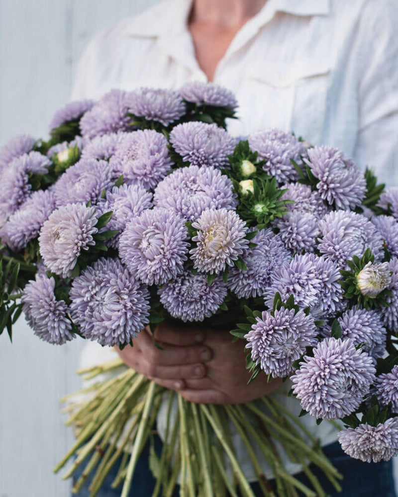 China Aster 'Lady Coral Lavender'