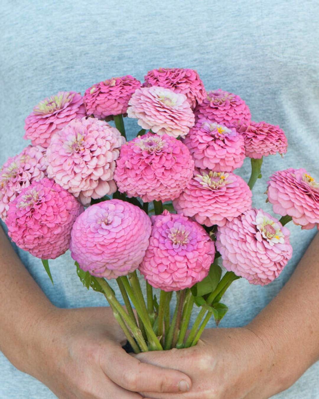 Zinnia 'Oklahoma Pink'