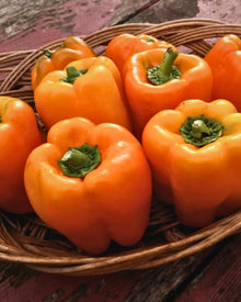 Pepper, Sweet 'Etiuda'