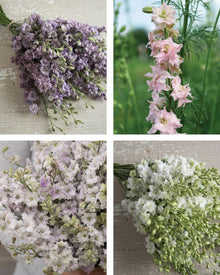 Larkspur Antique Patina Mix Seeds