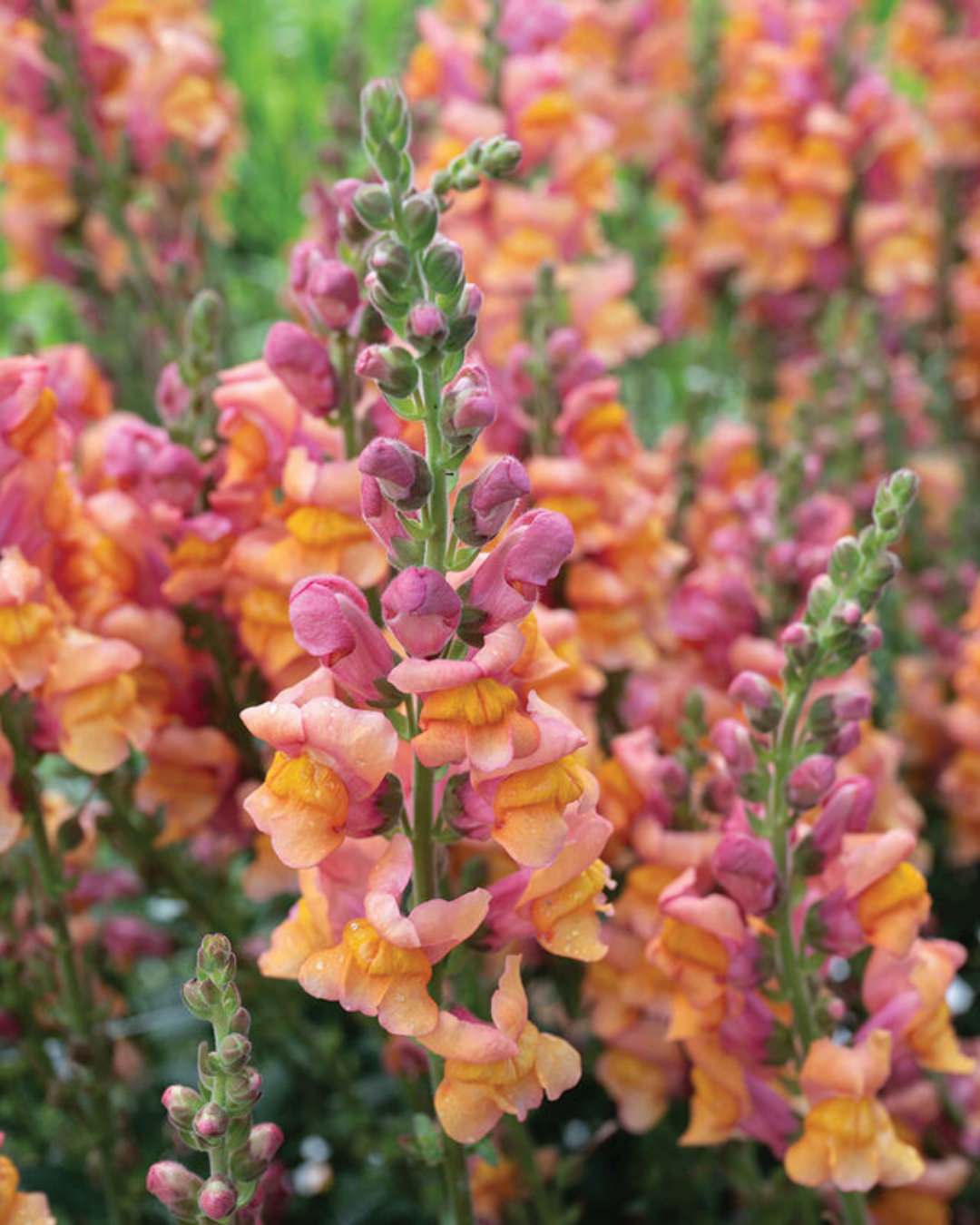 Snapdragon 'Cannes Orange II–III'