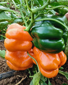 Pepper, Sweet 'Etiuda'