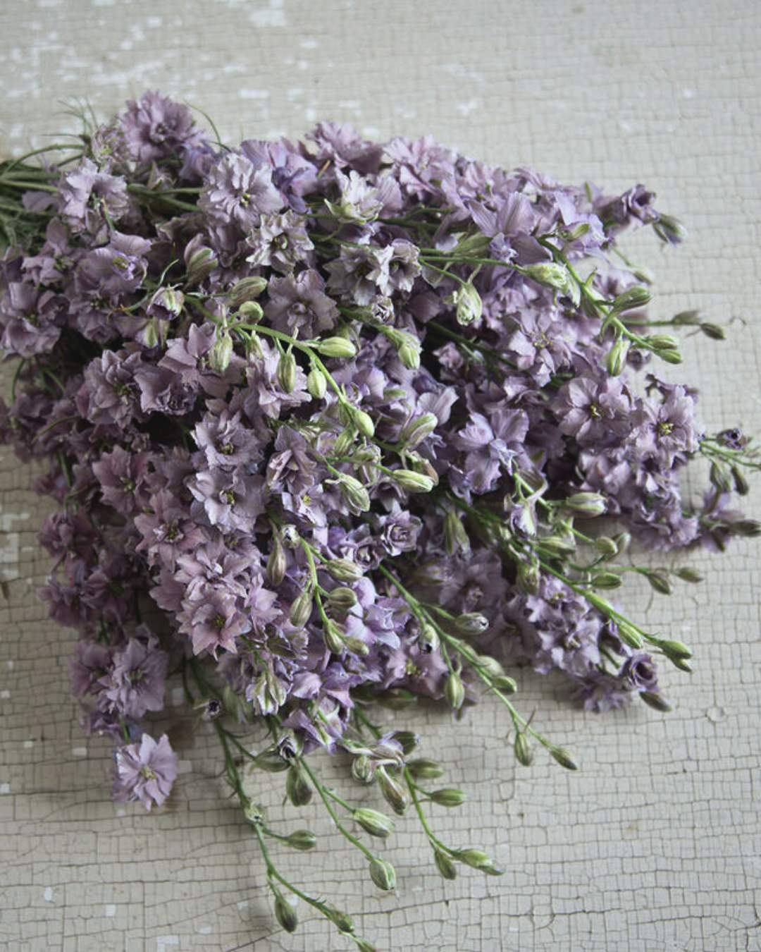 Larkspur 'Antique Patina Mix'