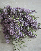 Larkspur 'Antique Patina Mix'