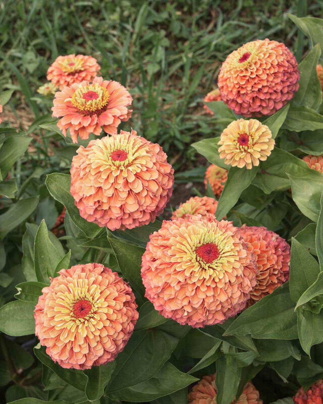 Zinnia 'Queeny Lime Orange'