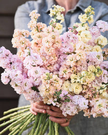 Stock 'Iron Paste Mixl'