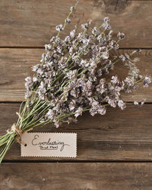 Larkspur 'Antique Patina Mix'