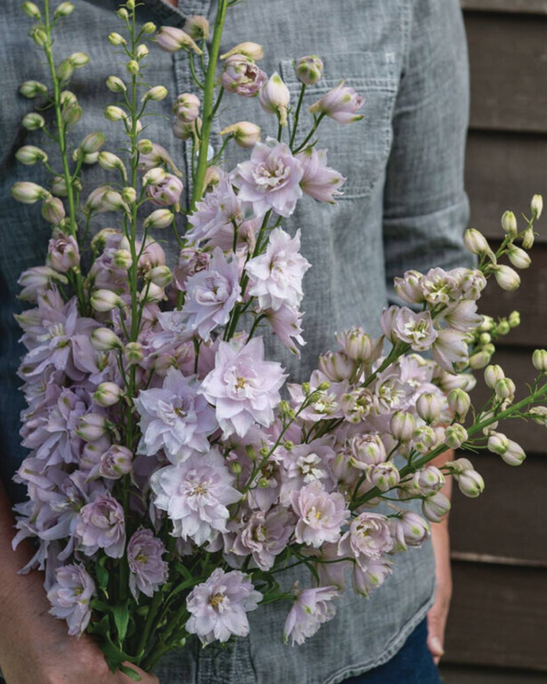 Delphinium 'Magic Fountains Cherry Blossom'