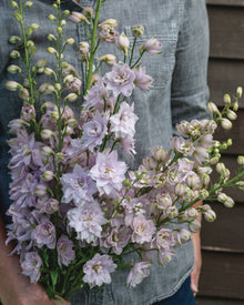 Delphinium 'Magic Fountains Cherry Blossom'