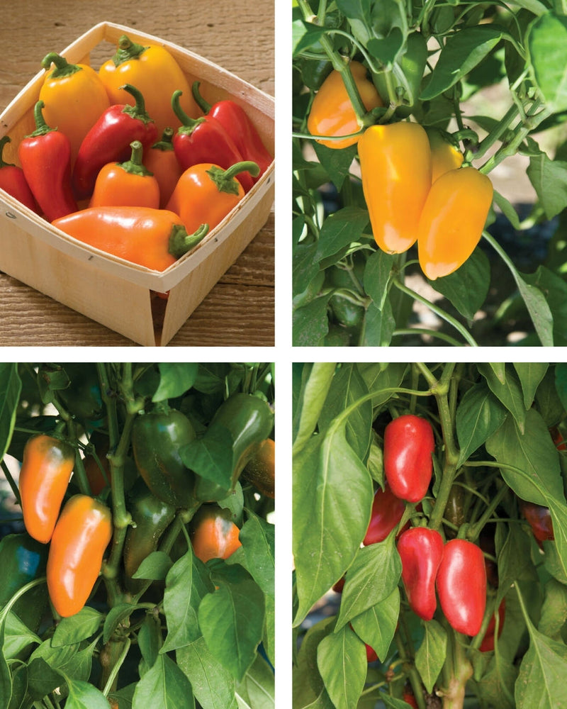 Pepper, Sweet 'Mini Bell Sunrise Mix'