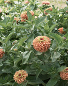 Zinnia 'Queeny Lime Orange'