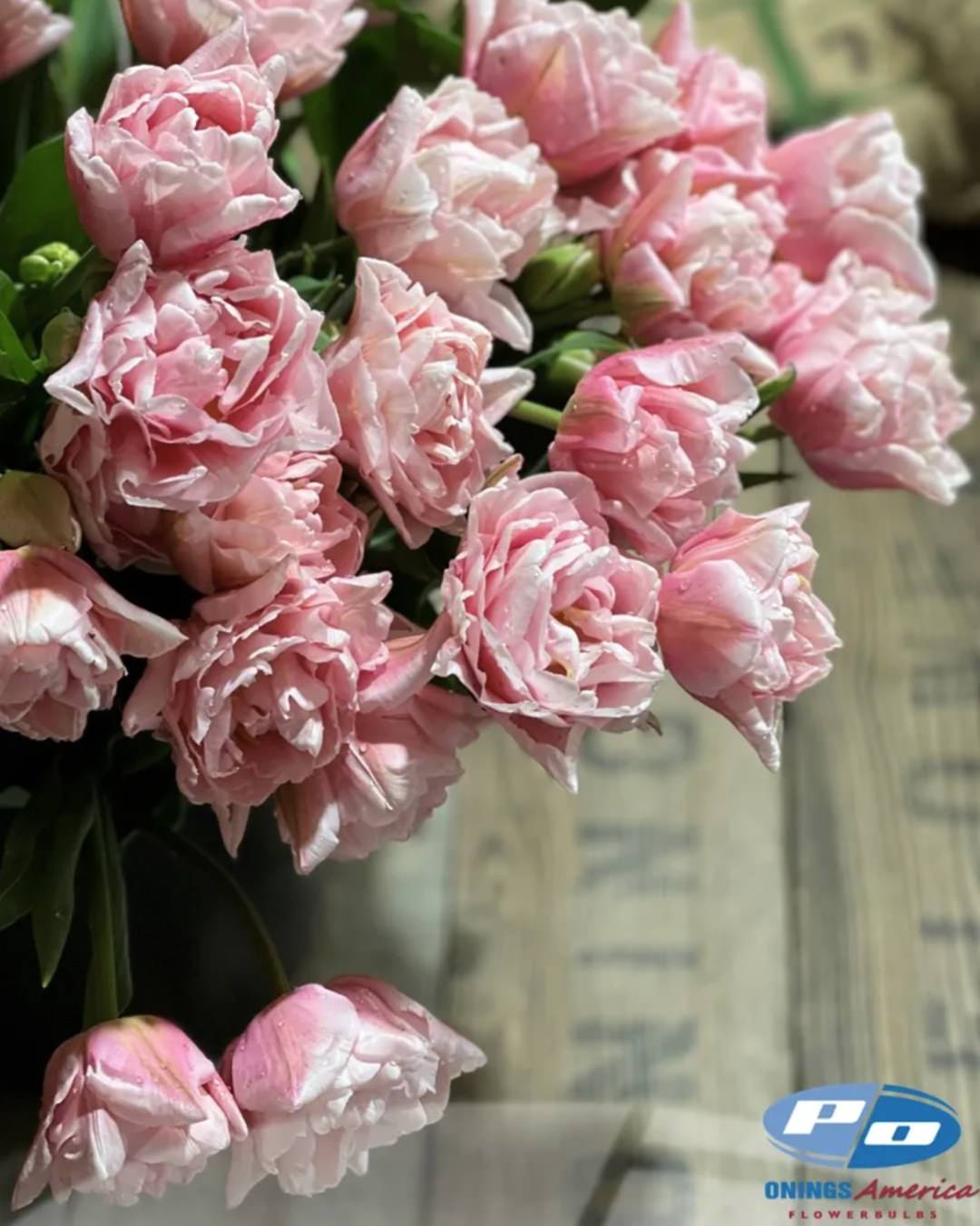 Tulip 'Dreamer'