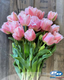Tulip 'Dreamer'