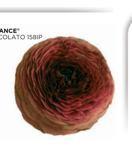 Ranunculus Italian Elegance Cioccolato®