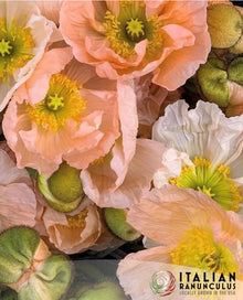 Icelandic Poppy, Italian Colibri ‘Pastel Mix'